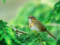 Lincoln's Sparrow